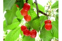 1名参加OK!トイレ付きバスで行く【名古屋駅発】*1泊4食付*季節を満喫 25名限定ツアー『さくらんぼ狩りとホタル観賞 下部温泉』2